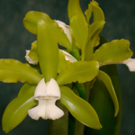 Cattleya leopoldii